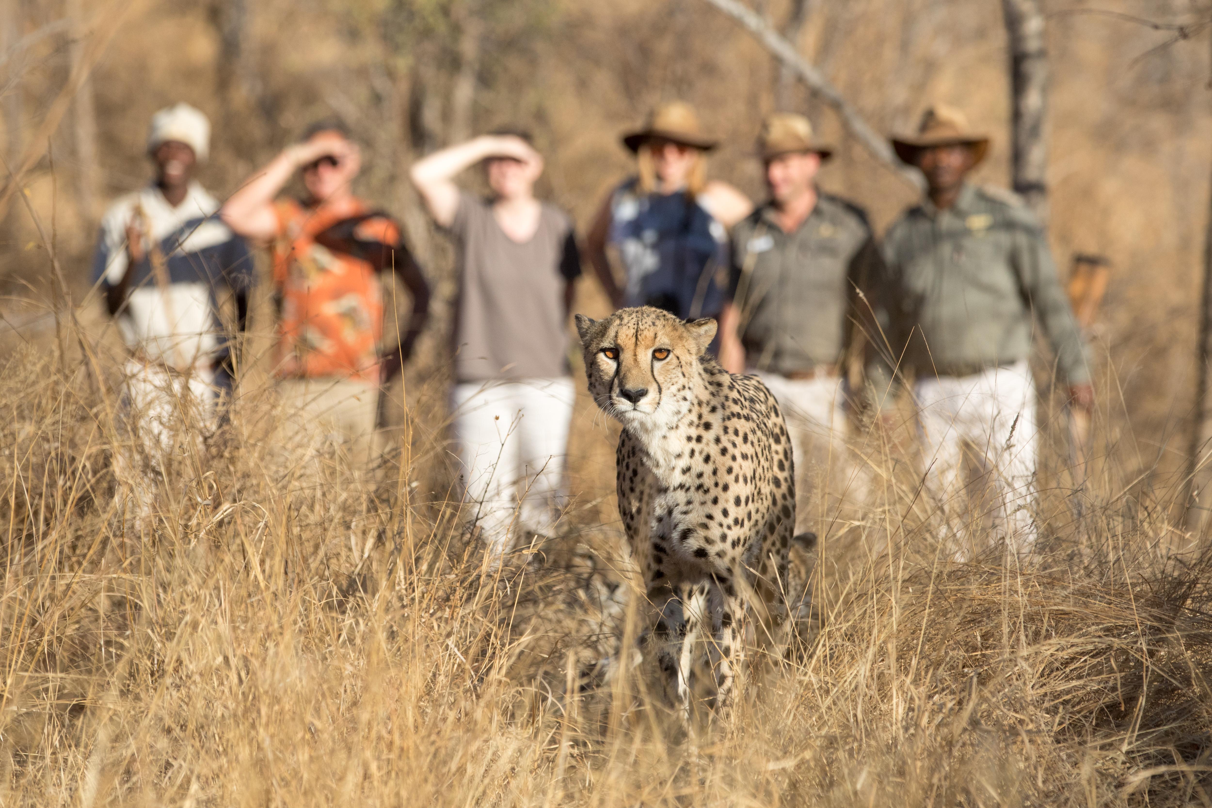 Karongwe Game Reserve Karongwe Portfolio- Shiduli Private Game Lodge מראה חיצוני תמונה