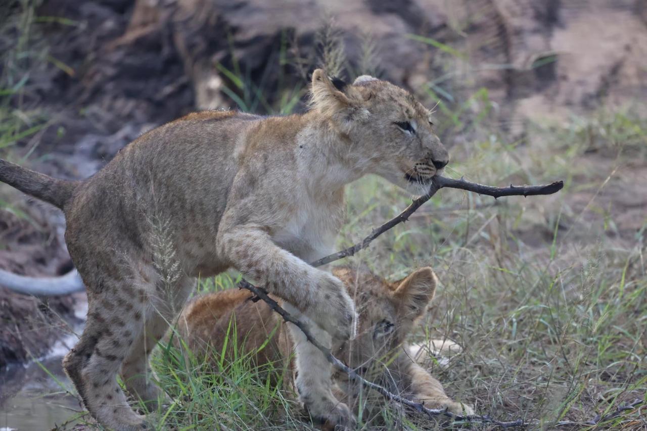 Karongwe Game Reserve Karongwe Portfolio- Shiduli Private Game Lodge מראה חיצוני תמונה