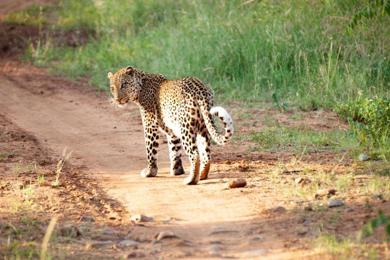 Karongwe Game Reserve Karongwe Portfolio- Shiduli Private Game Lodge מראה חיצוני תמונה