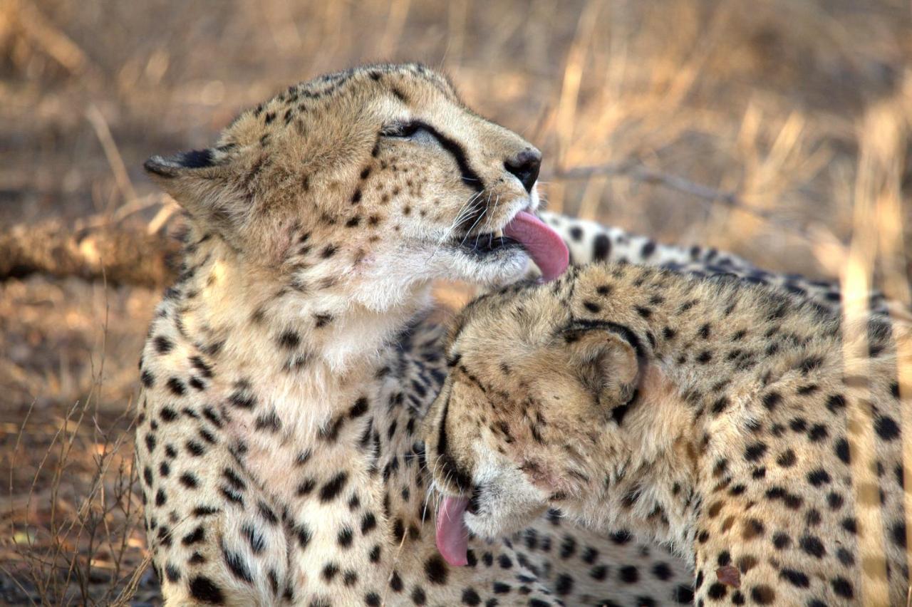 Karongwe Game Reserve Karongwe Portfolio- Shiduli Private Game Lodge מראה חיצוני תמונה