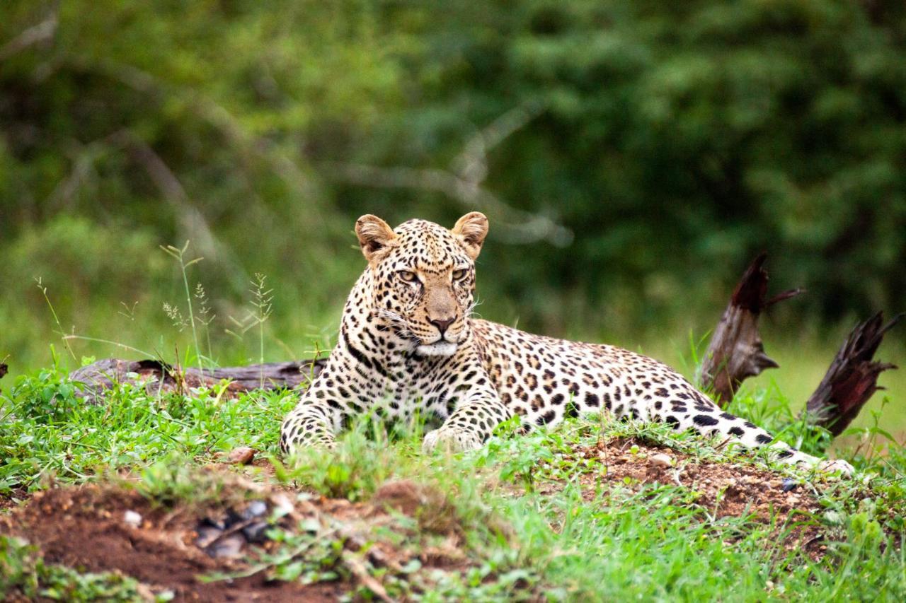 Karongwe Game Reserve Karongwe Portfolio- Shiduli Private Game Lodge מראה חיצוני תמונה