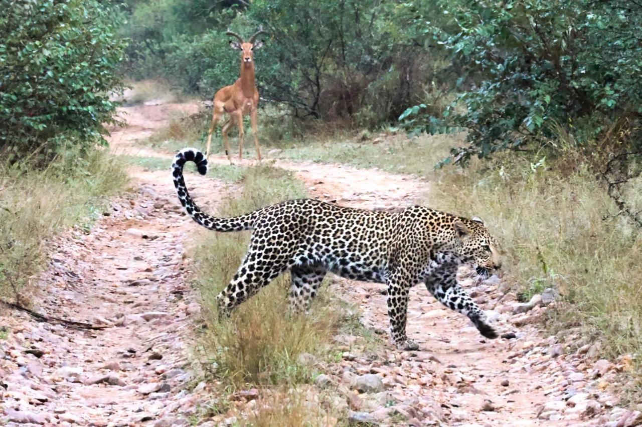 Karongwe Game Reserve Karongwe Portfolio- Shiduli Private Game Lodge מראה חיצוני תמונה