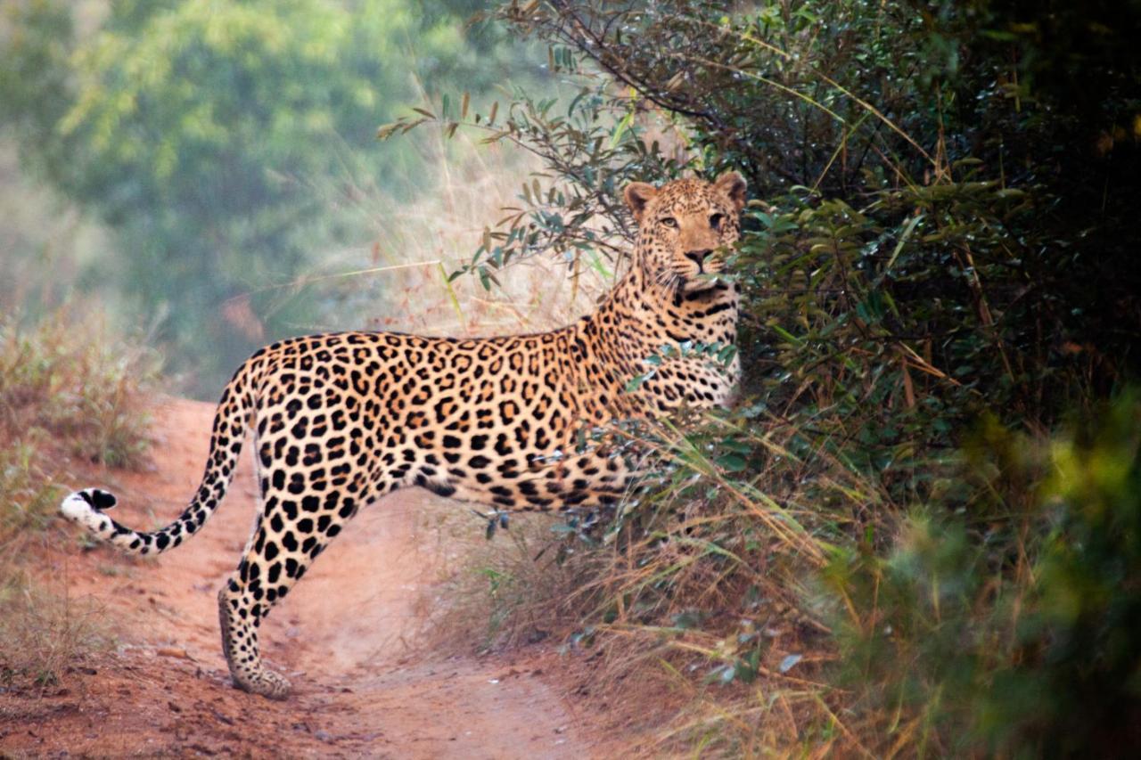 Karongwe Game Reserve Karongwe Portfolio- Shiduli Private Game Lodge מראה חיצוני תמונה