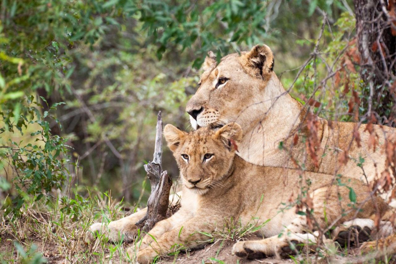 Karongwe Game Reserve Karongwe Portfolio- Shiduli Private Game Lodge מראה חיצוני תמונה