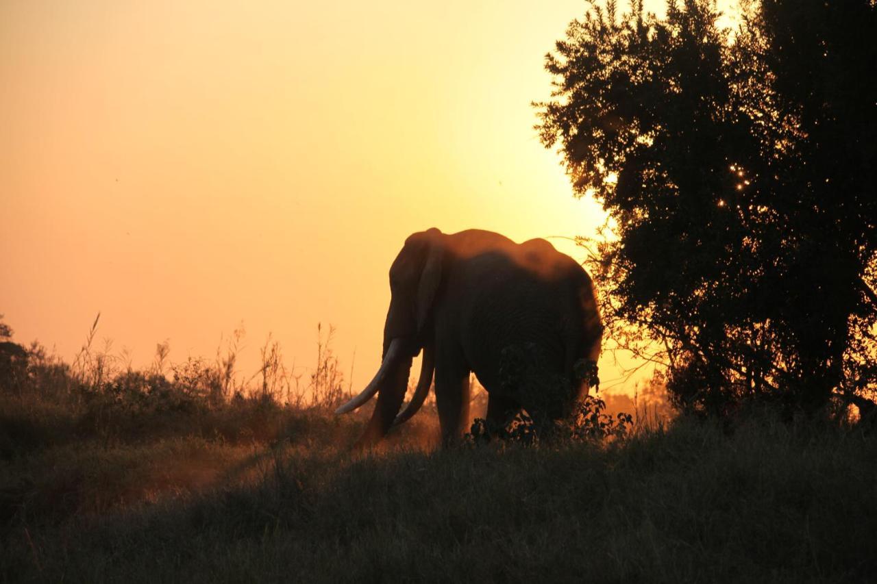 Karongwe Game Reserve Karongwe Portfolio- Shiduli Private Game Lodge מראה חיצוני תמונה