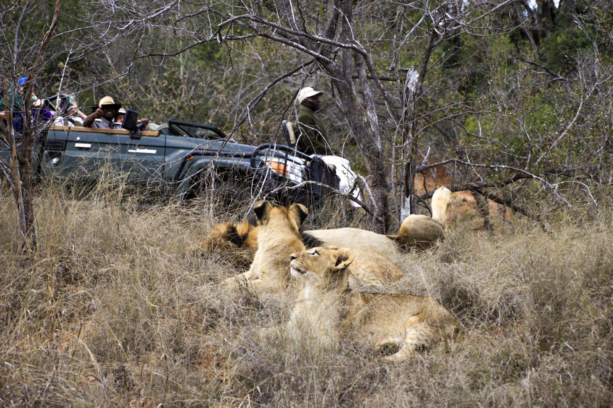 Karongwe Game Reserve Karongwe Portfolio- Shiduli Private Game Lodge מראה חיצוני תמונה