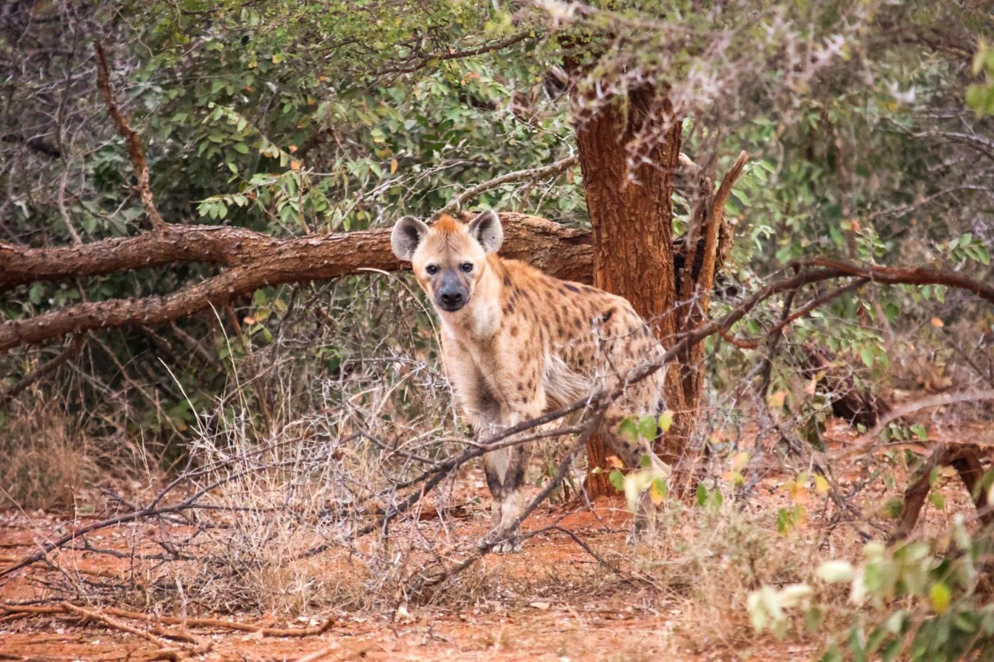 Karongwe Game Reserve Karongwe Portfolio- Shiduli Private Game Lodge מראה חיצוני תמונה