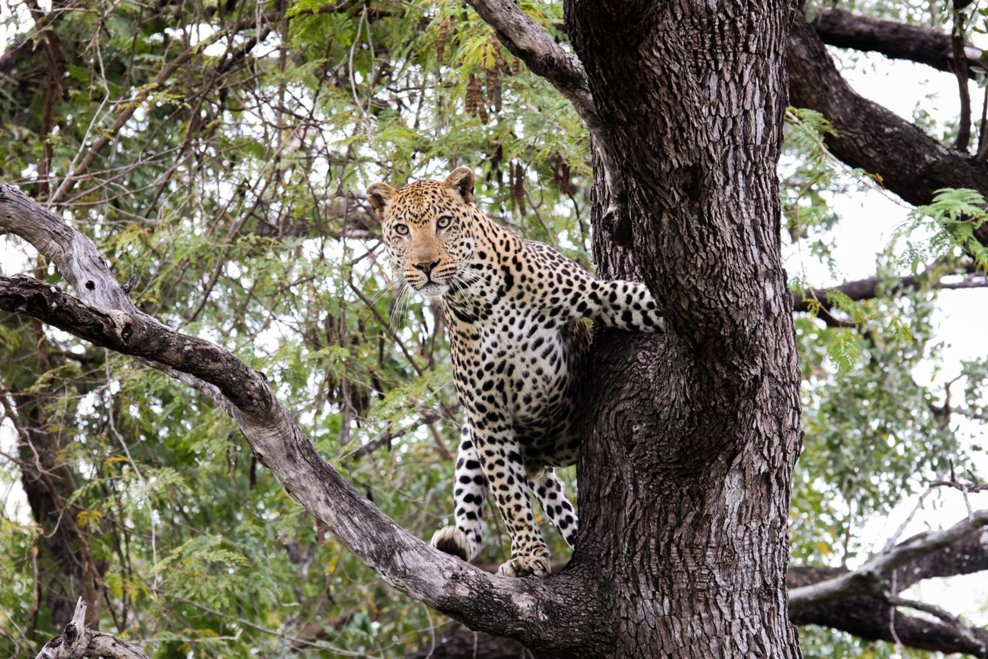 Karongwe Game Reserve Karongwe Portfolio- Shiduli Private Game Lodge מראה חיצוני תמונה